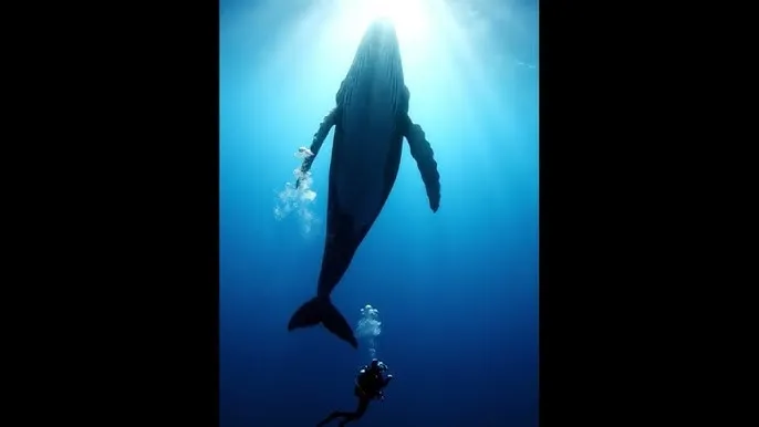 淫乱 - 深蓝星球：探索海洋深处的未知世界